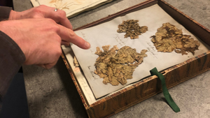 Researching lichens for the creation of the scent Kingdom Botanica